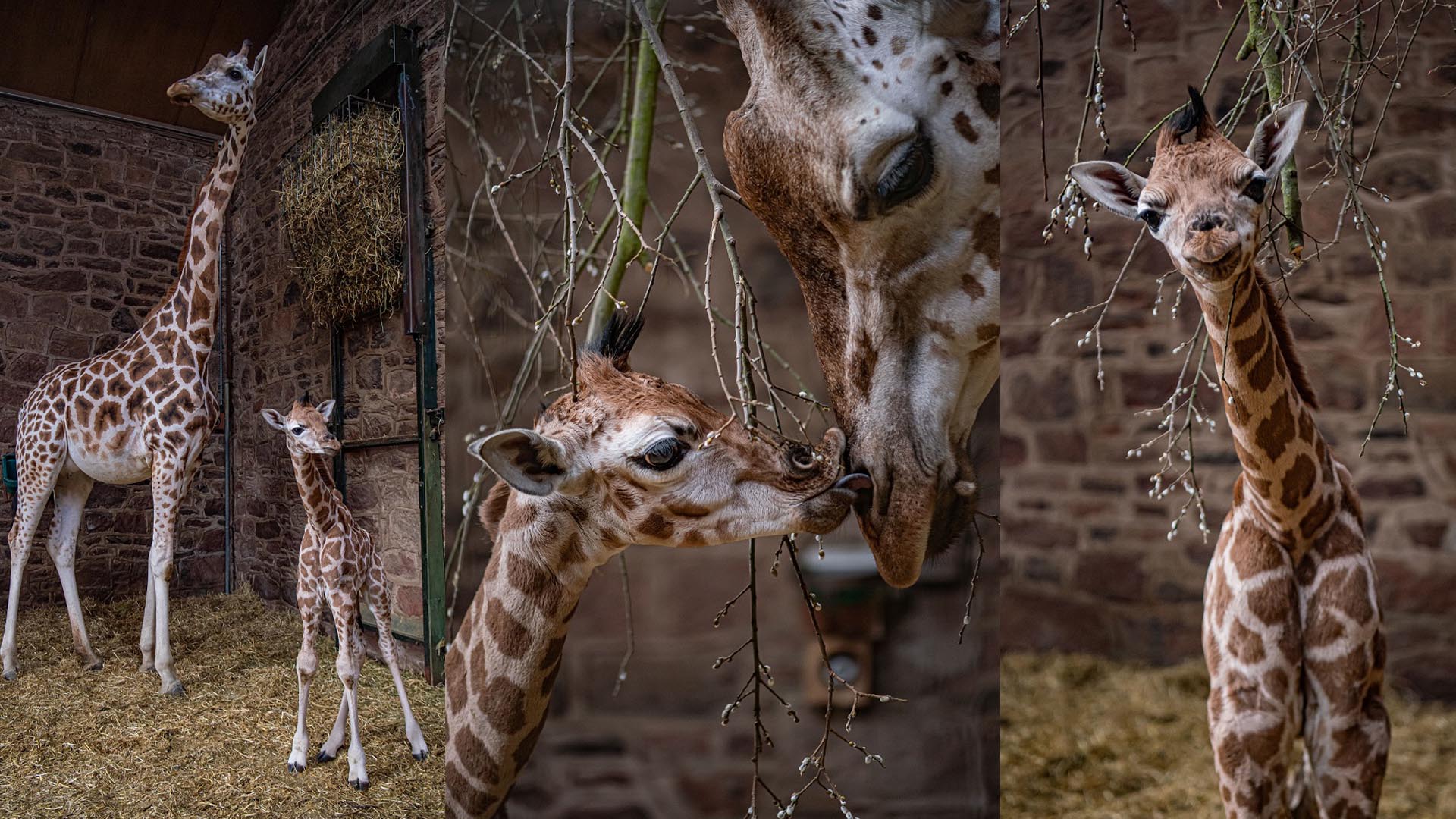 Cameras Capture Incredible Moment Rare Giraffe Is Born At Chester Zoo ...