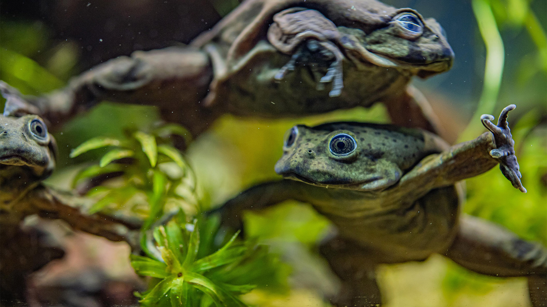 Rare ‘scrotum’ frogs on the edge of extinction go on display at Chester