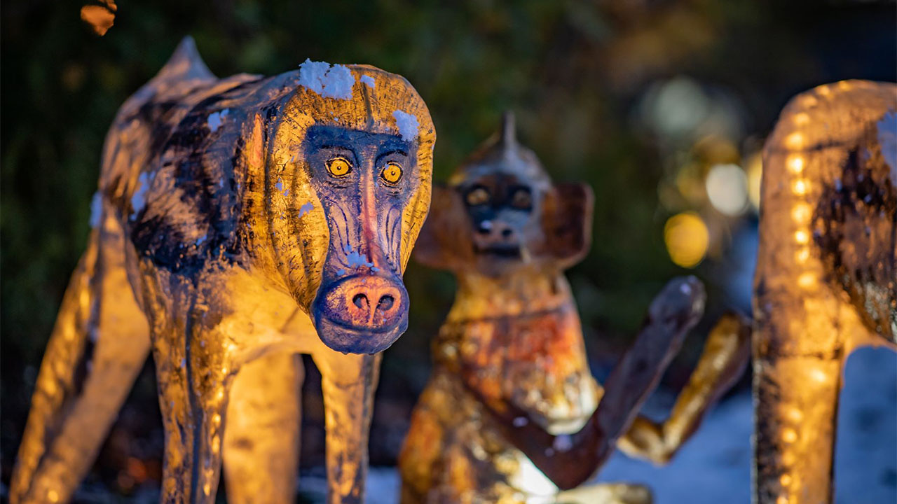 Magical Christmas event ‘The Lanterns’ returns to Chester Zoo Downtown in Business