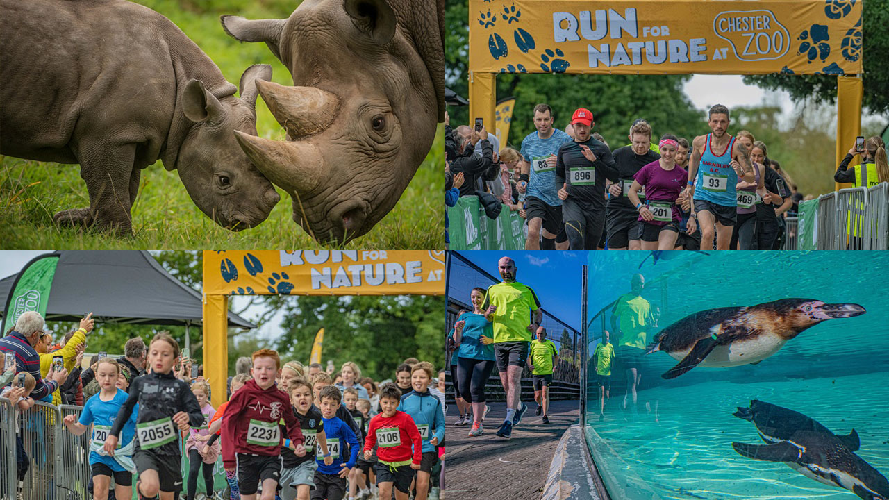 Chester Zoo’s 10K run returning for 2024… here’s how you can sign up